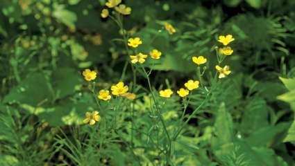 Ranunculus aponicus