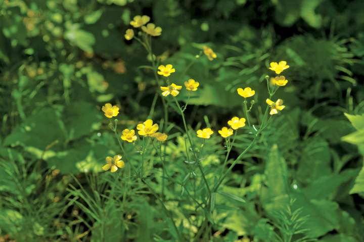 Ranunculus aponicus