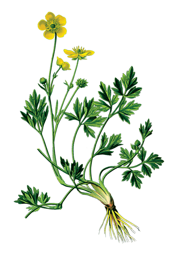 Renoncule rampante (ranunculus repens)