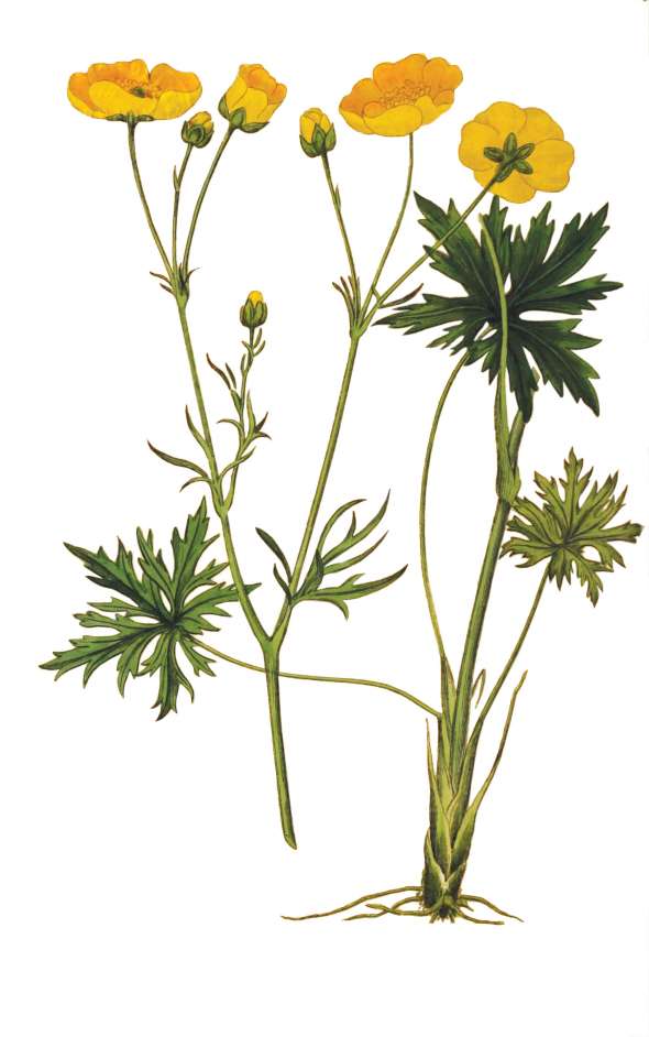 Bouton d’or (Ranunculus repens)