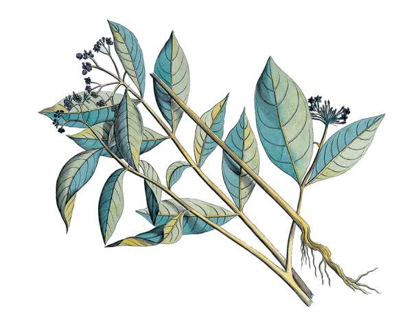 Sarpagandha de l'Inde (Rauwolfia serpentina)