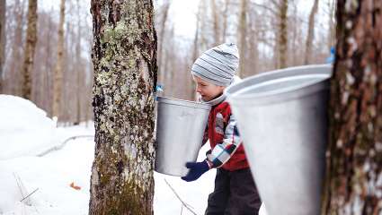 Le sirop d'érable,  un sucre venu du froid