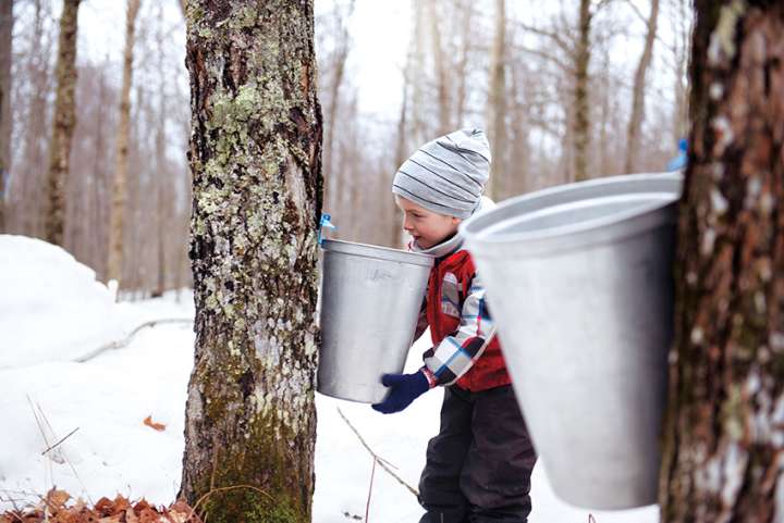 Le sirop d'érable,  un sucre venu du froid