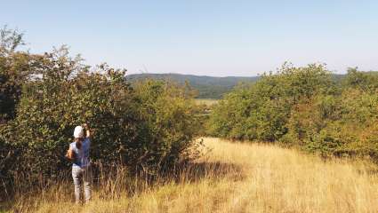 Cueillette des minifruits sur des arbustes locaux