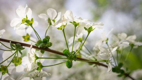 Reine des prés (Filipendula ulmaria)