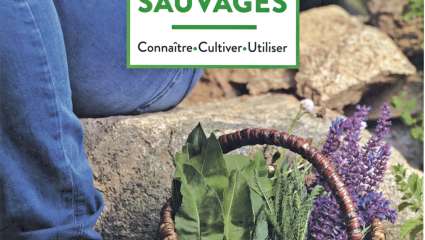 Retour aux plantes sauvages