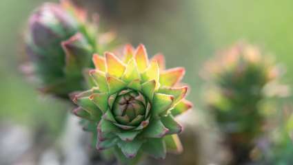 Les plantes pour booster ses facultés intellectuelles