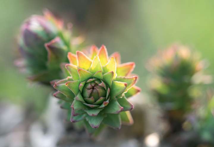 Les plantes pour booster ses facultés intellectuelles