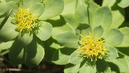 Rhodiola rosea