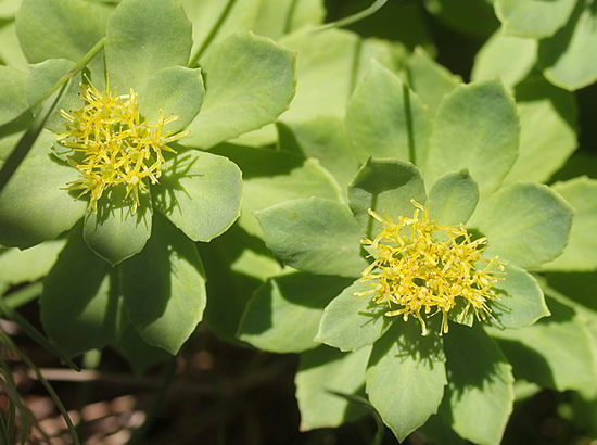 Rhodiola rosea