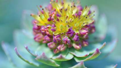 Rhodiole, Rhodiola rosea