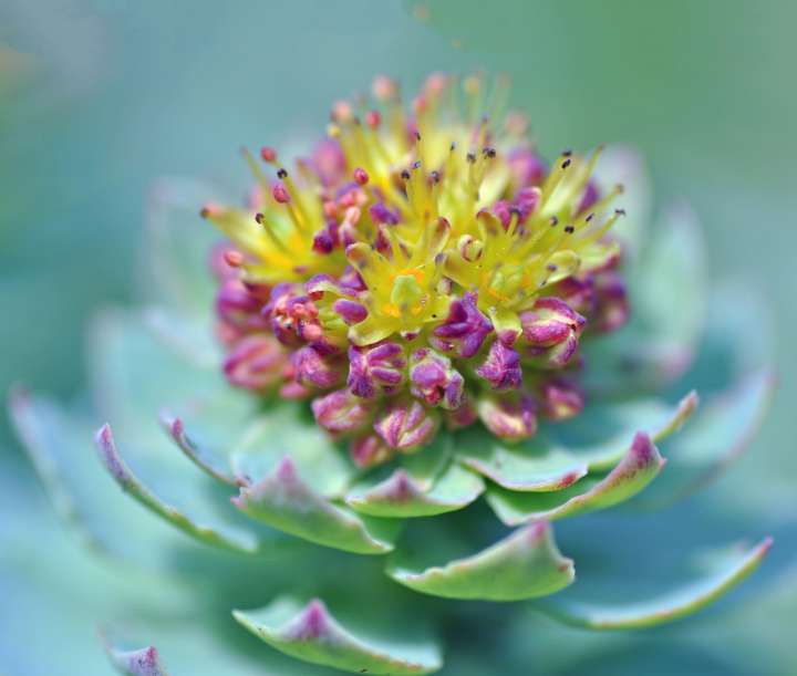 Rhodiole, Rhodiola rosea