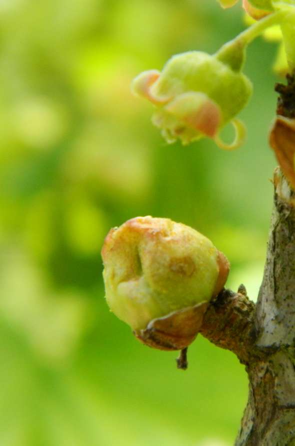 Bourgeons de cassis