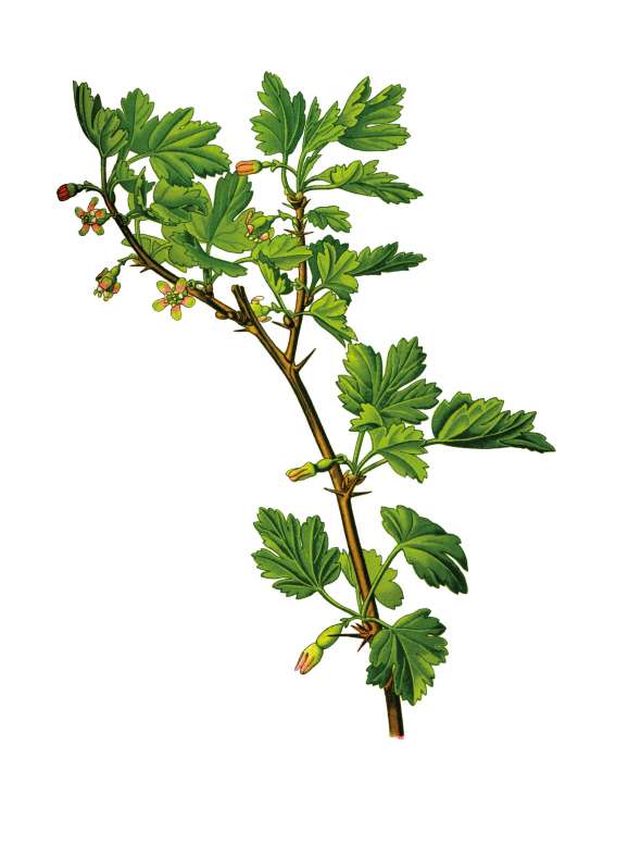 Groseiller à maquereau (ribes uva crispa)