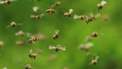 Abeilles et pesticides