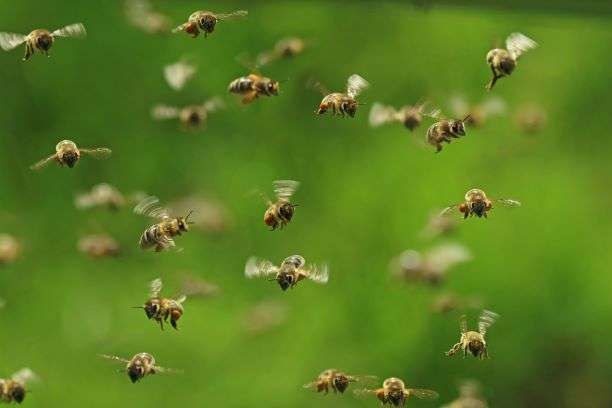 Abeilles et pesticides