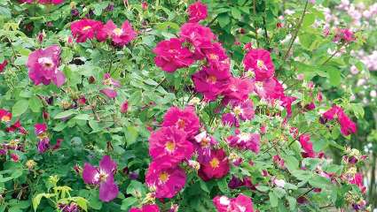 La rose de Provins embellit tout