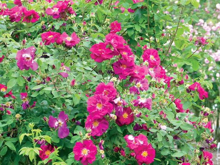 La rose de Provins embellit tout