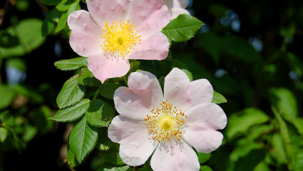 L’huile de rose musquée