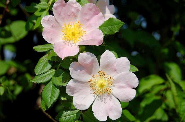 L’huile de rose musquée