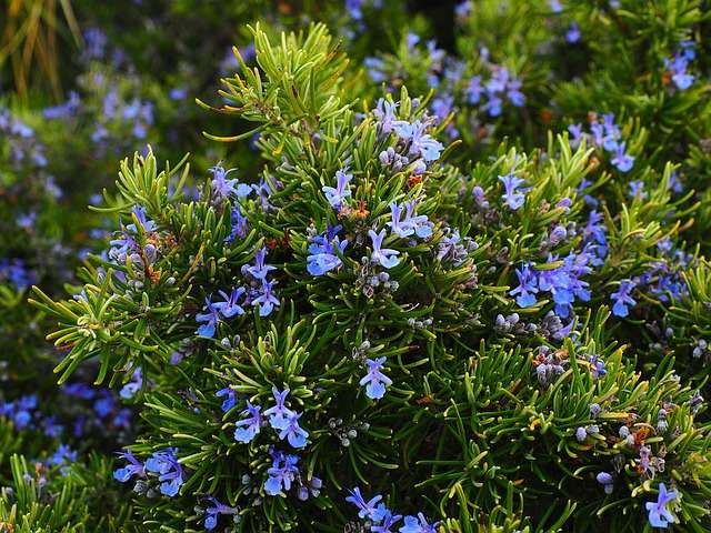 DIABÈTE MAGAZINE  LES PLANTES QUI SOIGNENT : LE ROMARIN