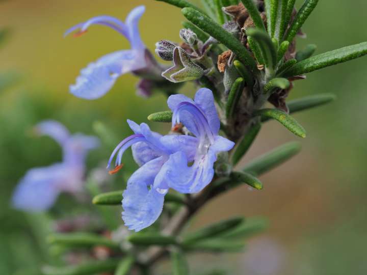 Romarin (Rosmarinus officinalis)