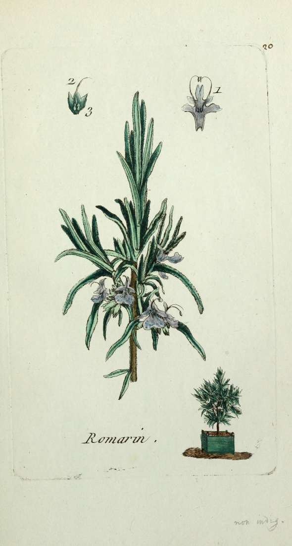 Romarin (Rosmarinus officinalis)