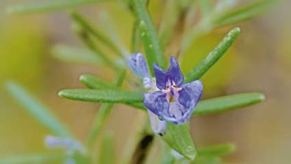 Rosmarinus officinalis