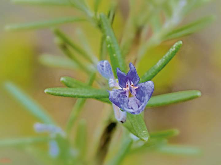 Rosmarinus officinalis