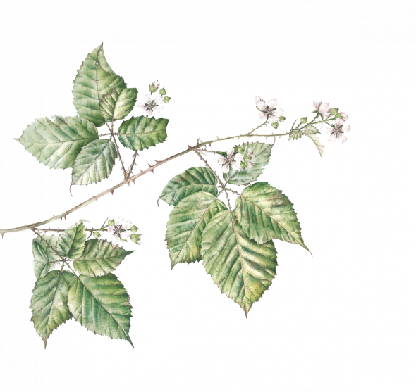 Ronce commune (rubus fruticosus)