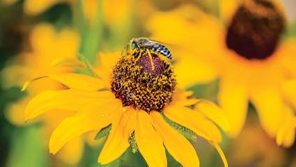 La diversité des abeilles compte aussi