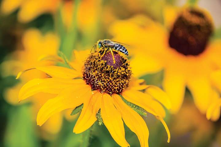 La diversité des abeilles compte aussi