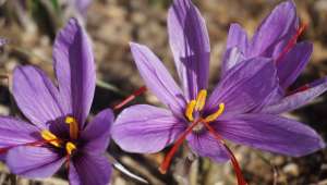 Crocus sativus (Safran)