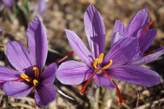 Crocus sativus (Safran)