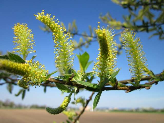 Le saule blanc