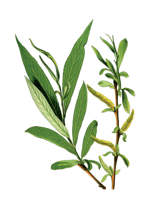 Salix Alba (Saule blanc)
