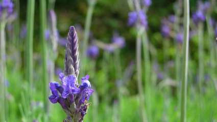 Salvia lavandulaefolia