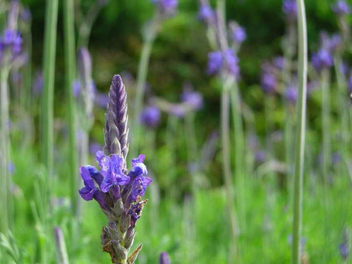 Salvia lavandulaefolia