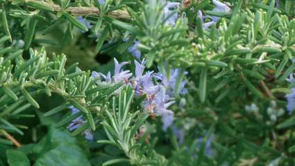 Gérer toutes  les fatigues avec les plantes