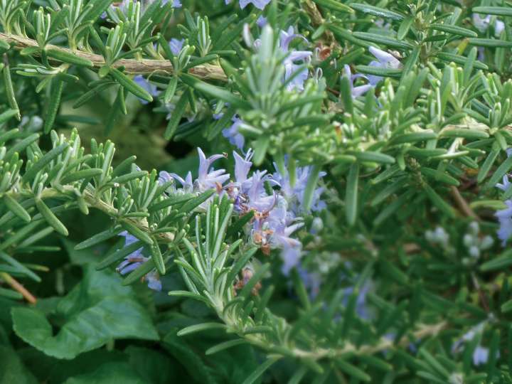 Gérer toutes  les fatigues avec les plantes