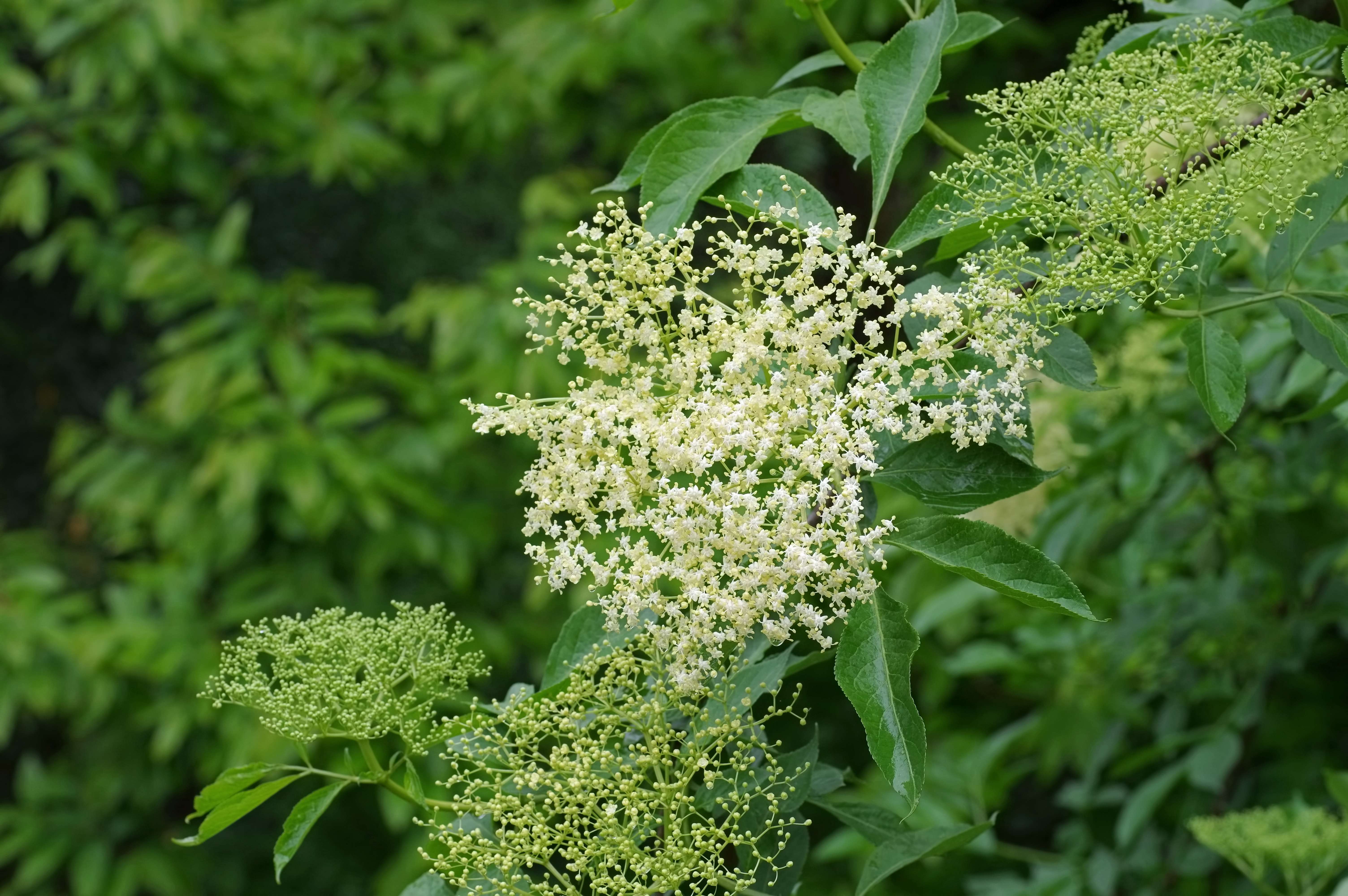 La récolte de fleurs de sureau