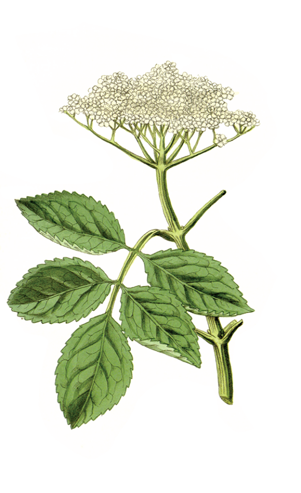 Fleur de sureau (sambucus nigra)