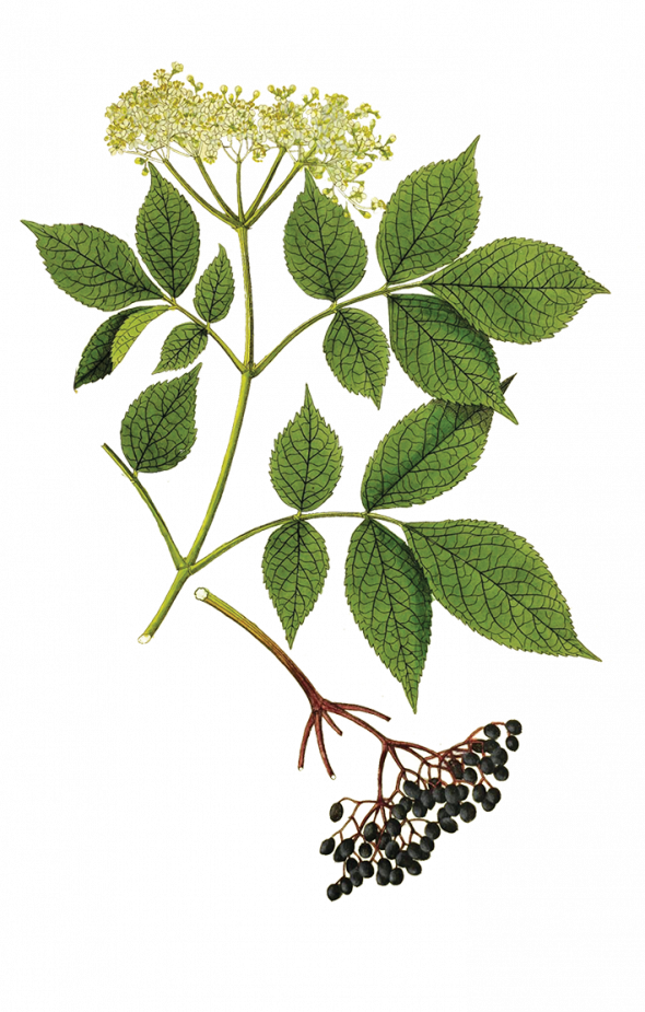 Sureau noir (sambucus nigra)