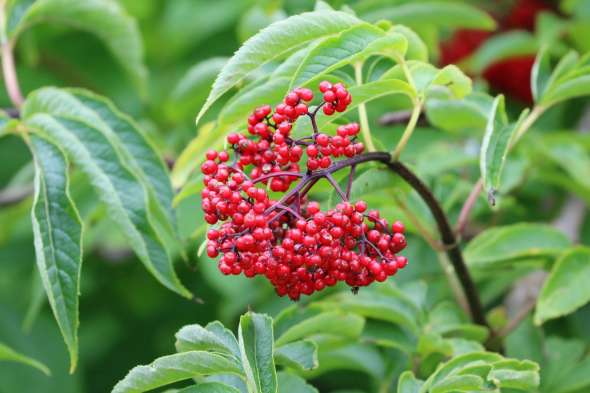 Sureau de montagne (sambucus racemosa)