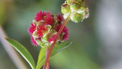 Faire face aux maladies auto-immunes