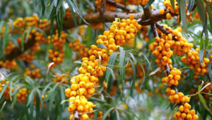 Argousier (Hippophae rhamnoides)