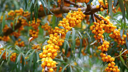 Argousier (Hippophae rhamnoides)