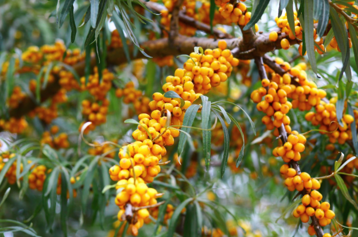 Argousier (Hippophae rhamnoides)