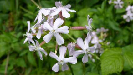 Saponaria officinalis