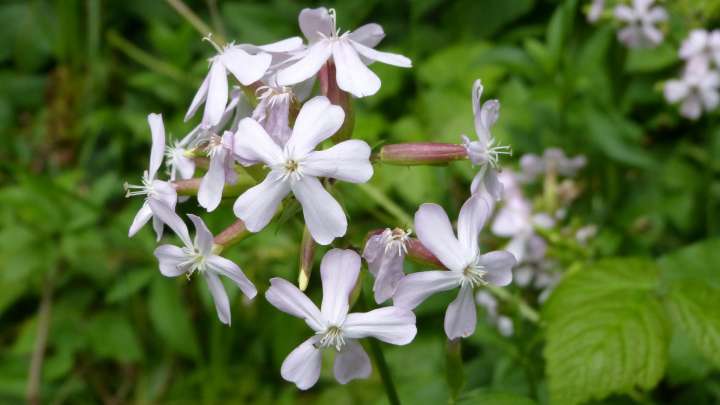 Saponaria officinalis